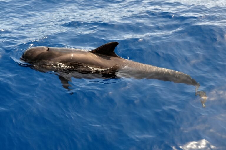 whale-2732570_1280